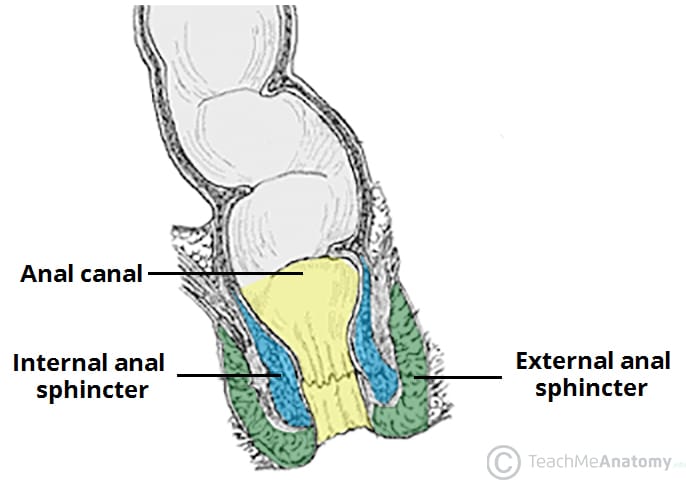 Internal anatomy diagram from TeachMeAnatomy that showcases the inside of the butt. There's the internal and external sphincter muscles. For my How to Choose the Best Toys for Anal Stretching article.